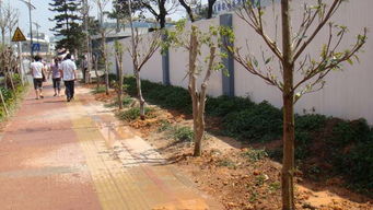 廣東園林綠化工程 從勤盛花木場看行業(yè)優(yōu)勢與機(jī)遇